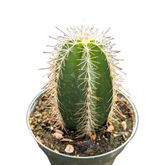 Isolatocereus dumortieri in a nursery pot with spines.