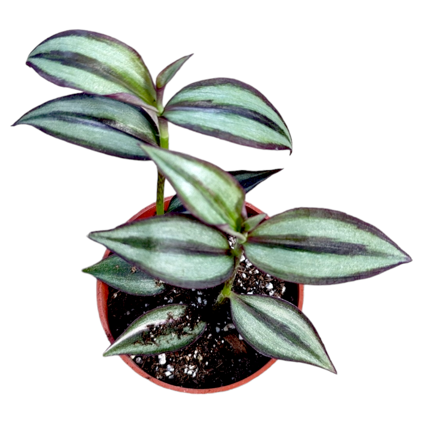 Tradescantia zebrina Superba Wandering Dude with silvery-green striped leaves.