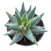Aloe brevifolia 'Crocodile Plant' in a round pot.