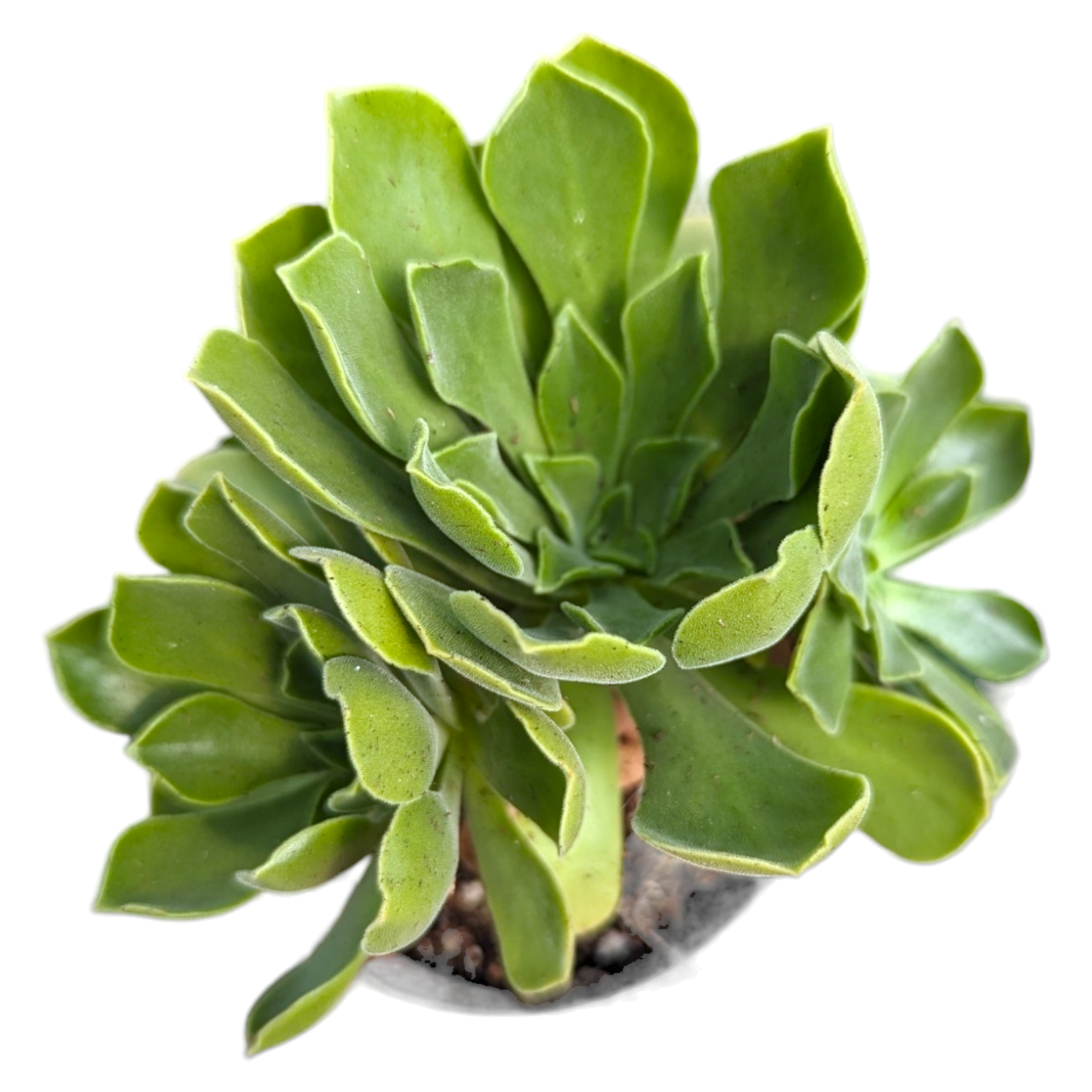 goblin succulent Aeonium 'Ballerina' 8 Inch Cluster