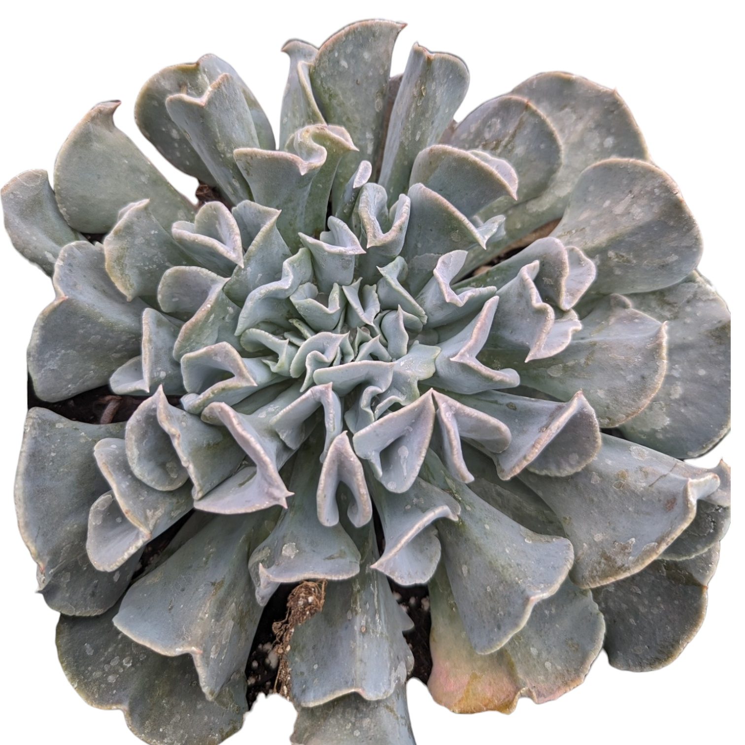 Echeveria runyonii 'Topsy Turvy' Echeveria runyonii 'Topsy Turvy'