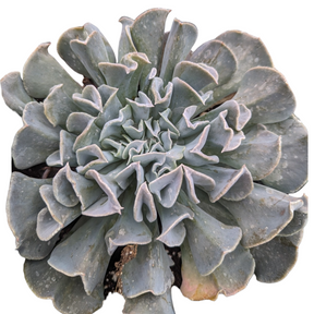 runyonii succulent Echeveria runyonii 'Topsy Turvy'