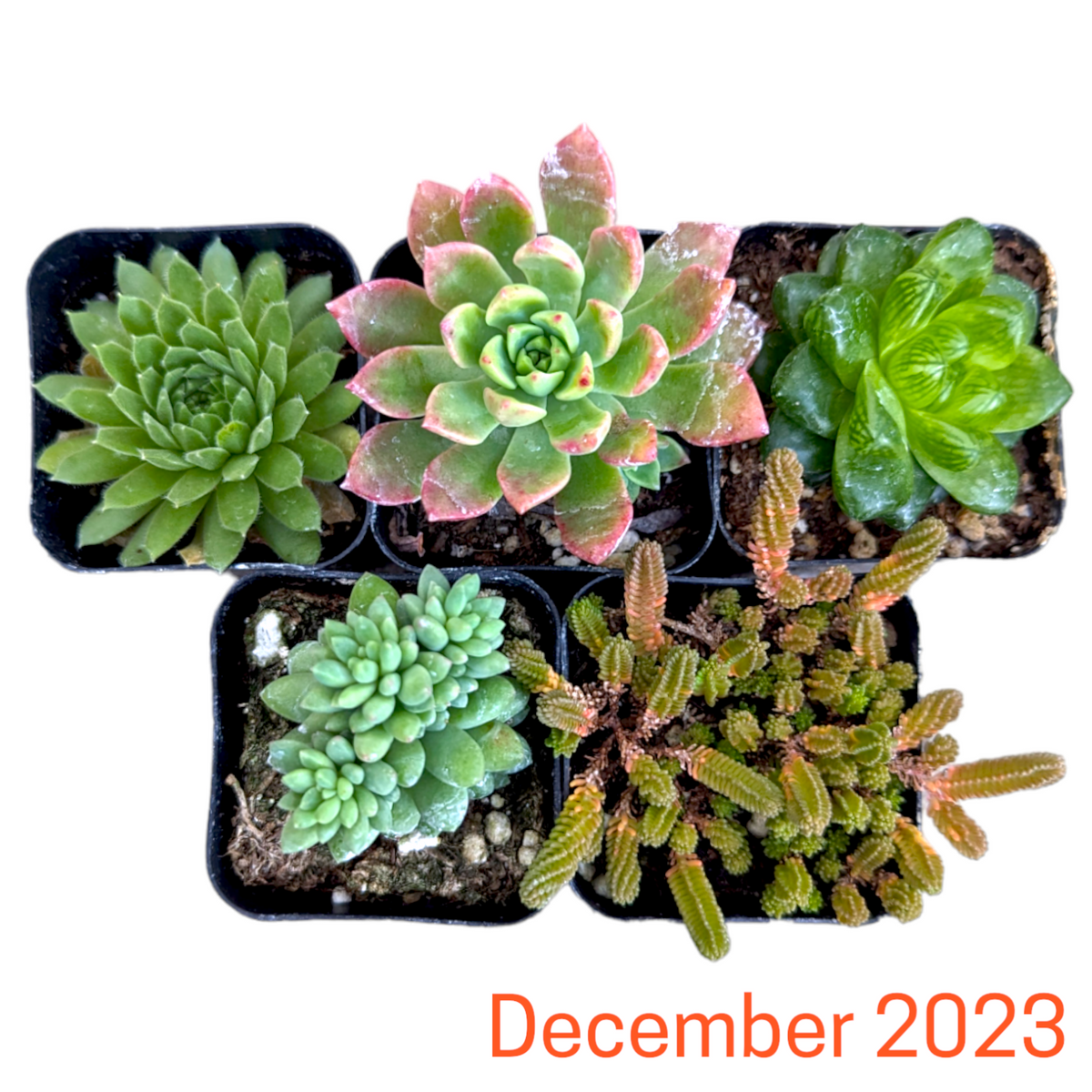 Monthly Subscription Box