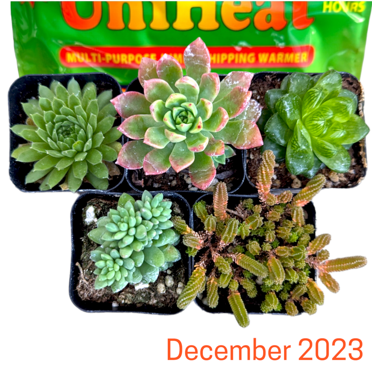 Monthly Subscription Box