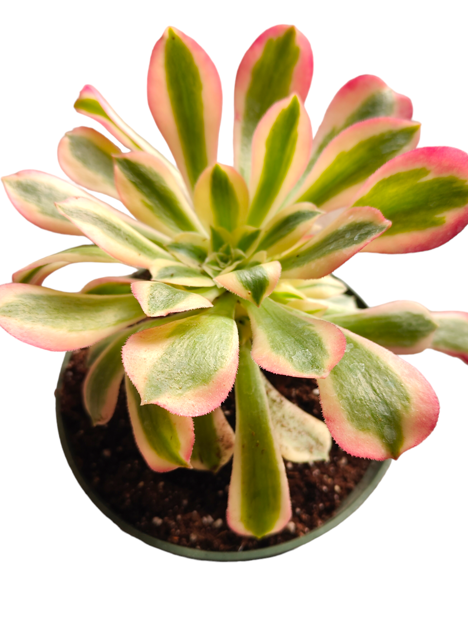 succulent witch Aeonium Pink Witch