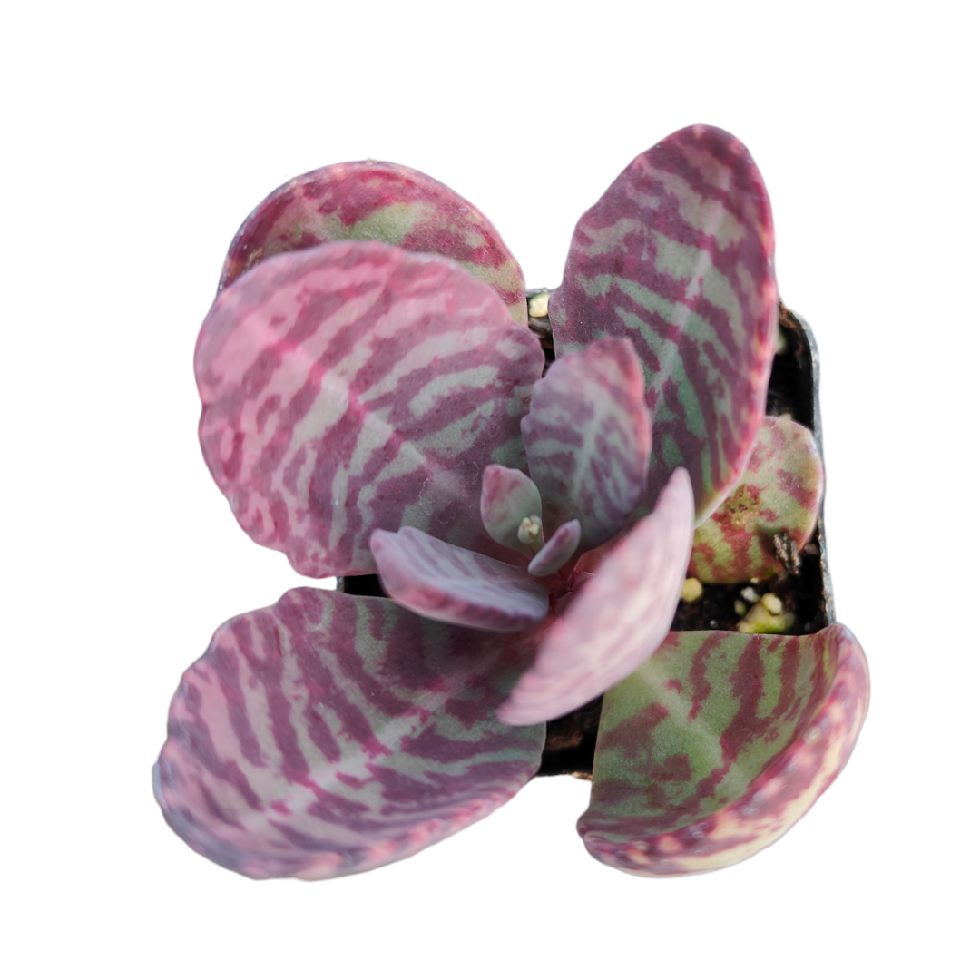 humilis succulent Kalanchoe humilis 'Desert Surprise' -