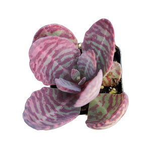 Kalanchoe humilis 'Desert Surprise'