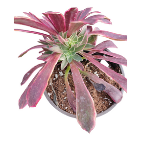 succulent green dress Aeonium 'Wedding Dress' 4 Inch