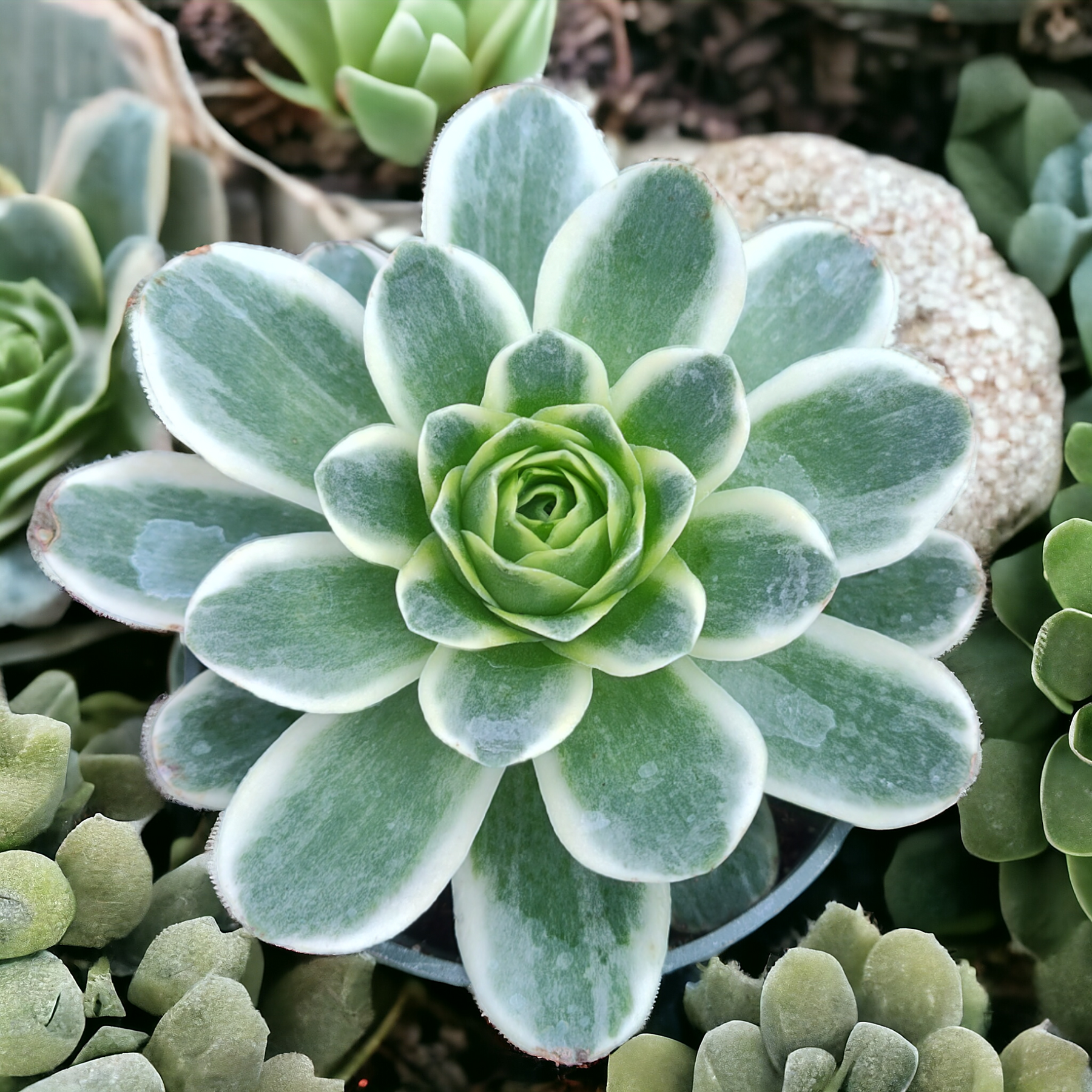 succulents greenovia with thorns hairy shape leaves Greenovia aurea variegata -