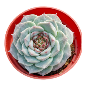 red top queen succulent Echeveria Red Velvet 2 Inch Cluster