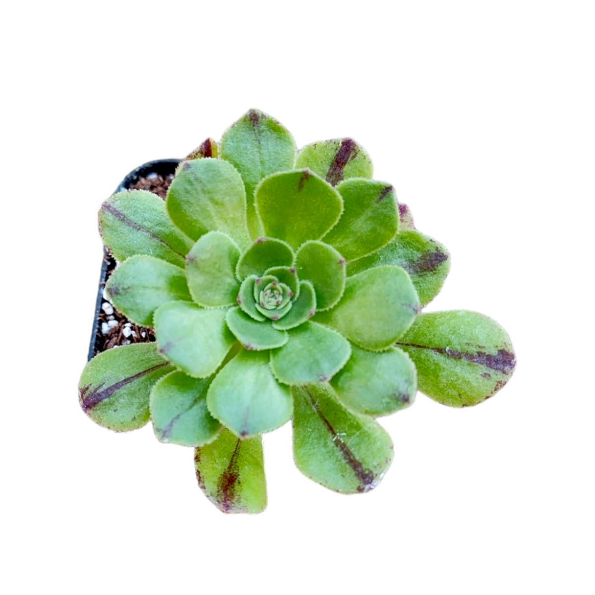 Aeonium arboreum Webb & Berthel