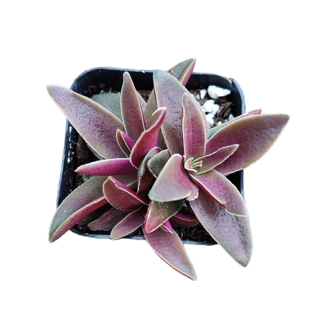 Crassula corymbulosa – Shark’s Tooth