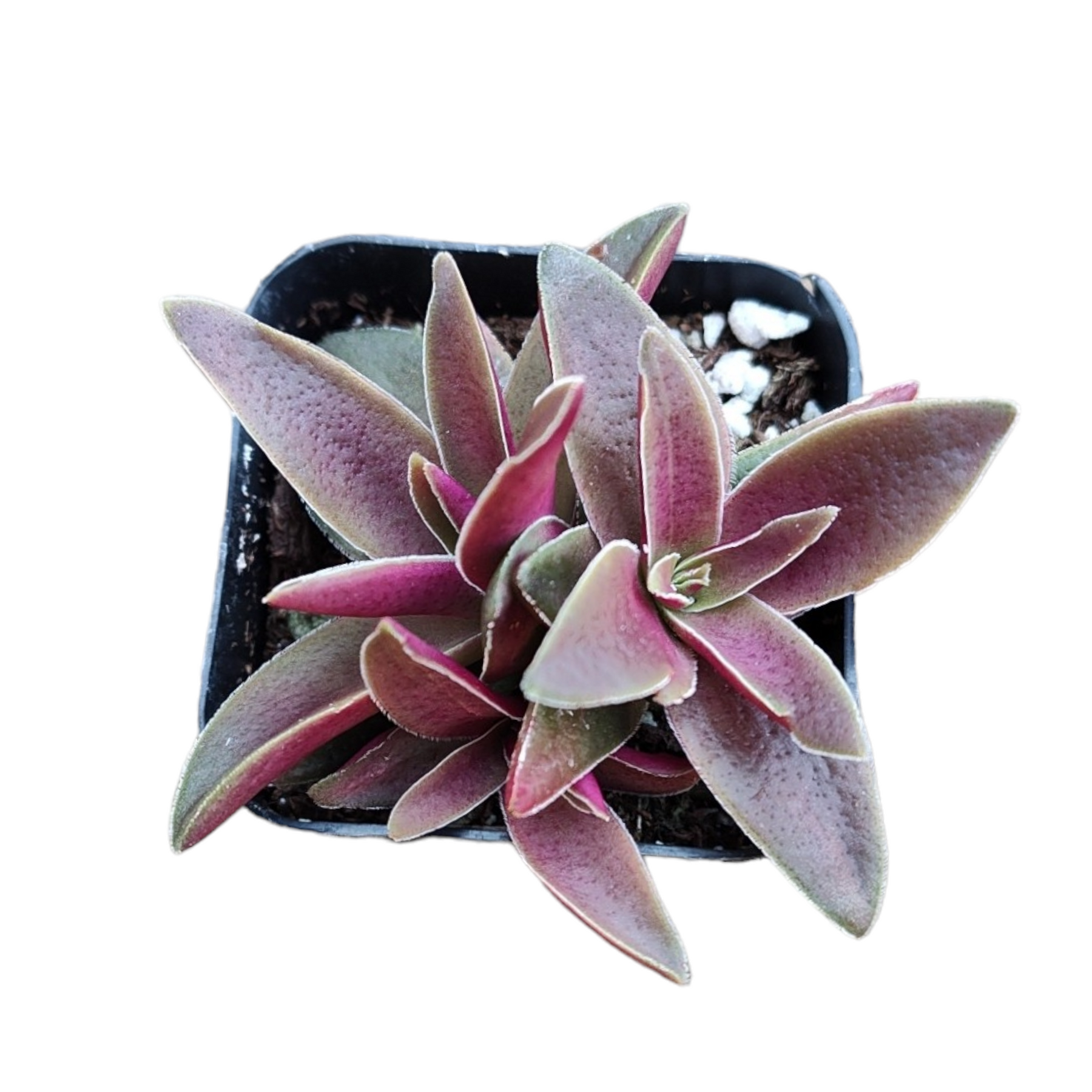 tooth succulent pot Crassula corymbulosa – Shark’s Tooth -