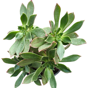 Aeonium leucoblepharum - Succulents Depot