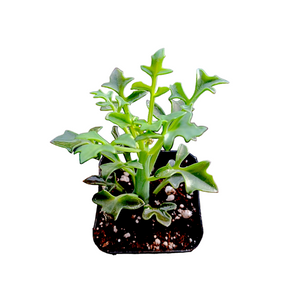 candle plant succulent flower Senecio articulatus Candle Plant