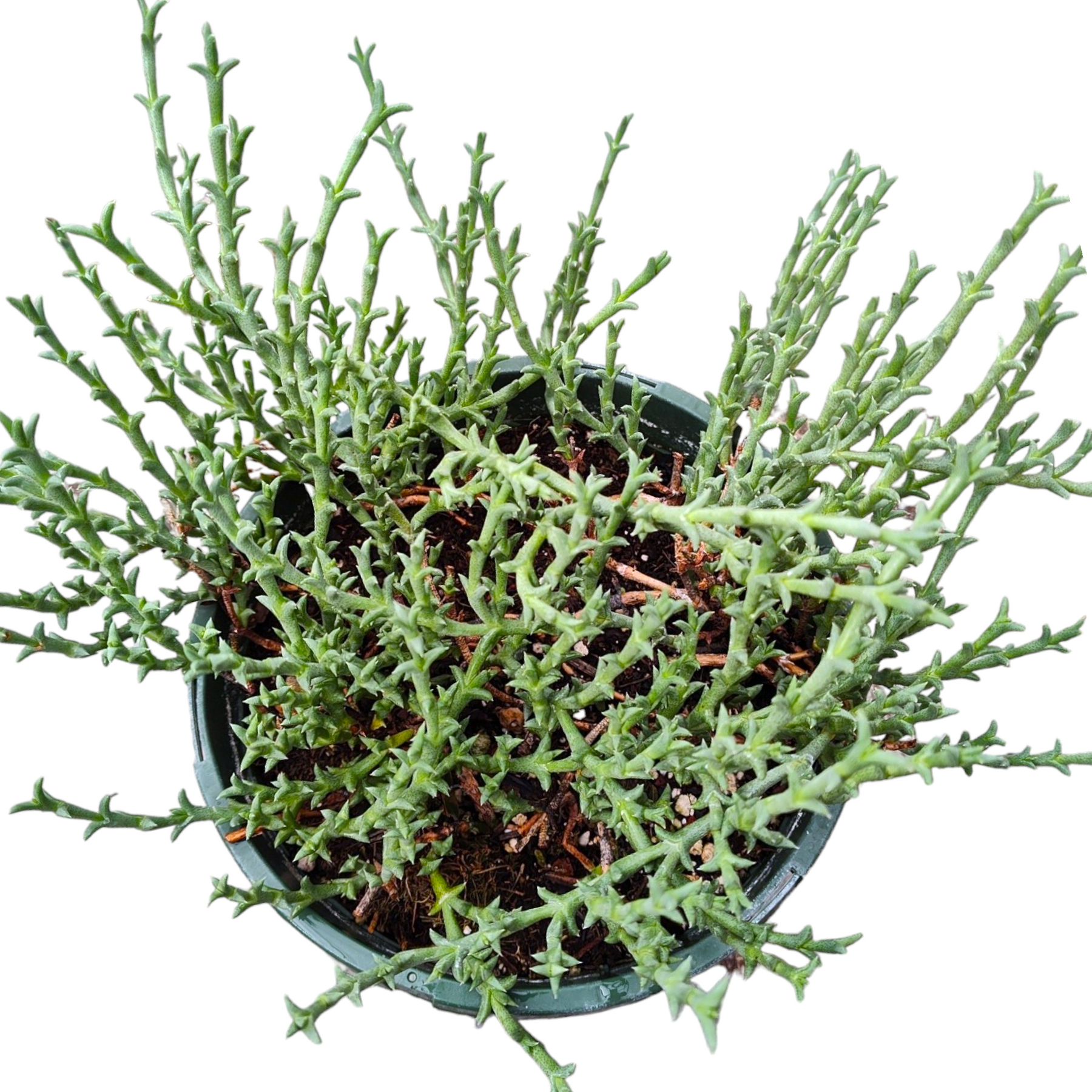 ruschia succulent Ruschia uncinata 'Doringvygie'