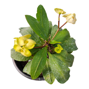 Crown of Thorns - Euphorbia milii