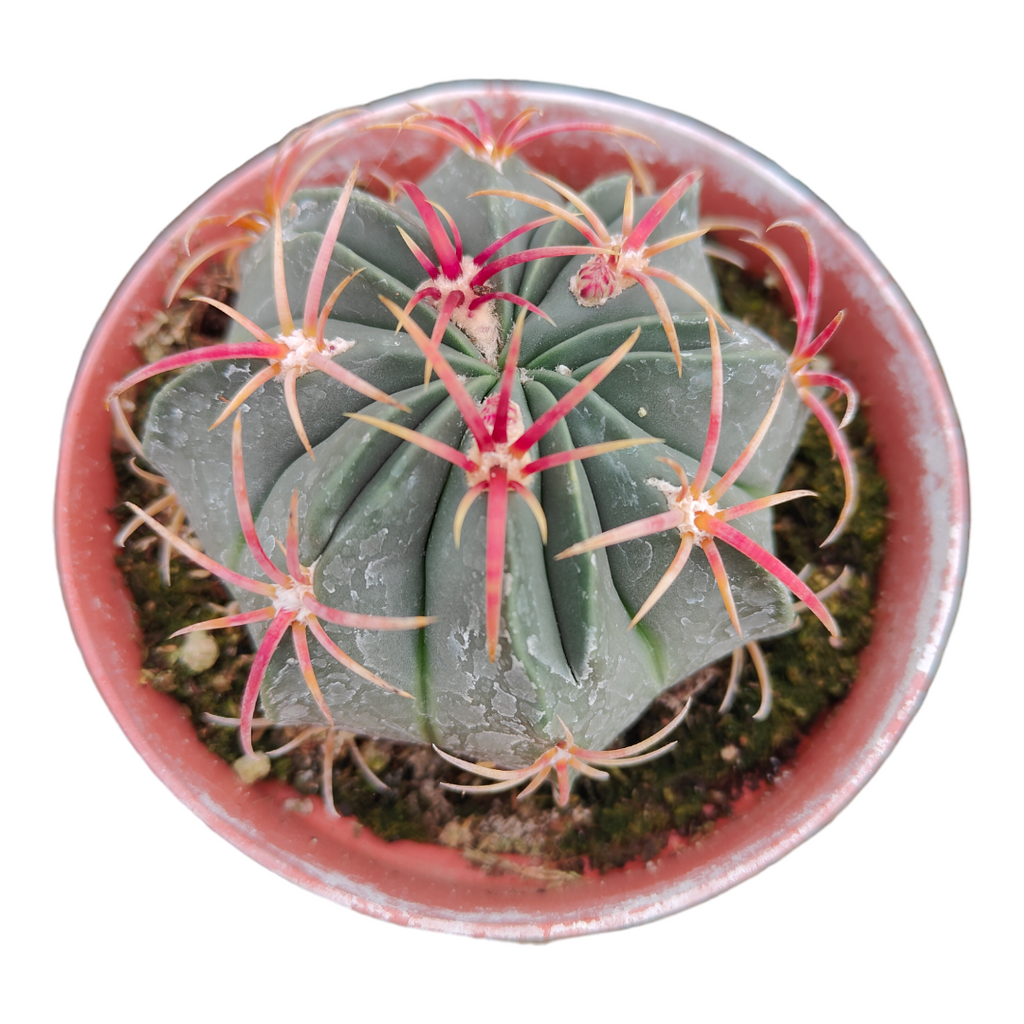 cactus angus Ferocactus Macrodiscus Small Barrel Cactus