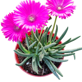 succulent with magenta flowers Cephalophyllum Sp