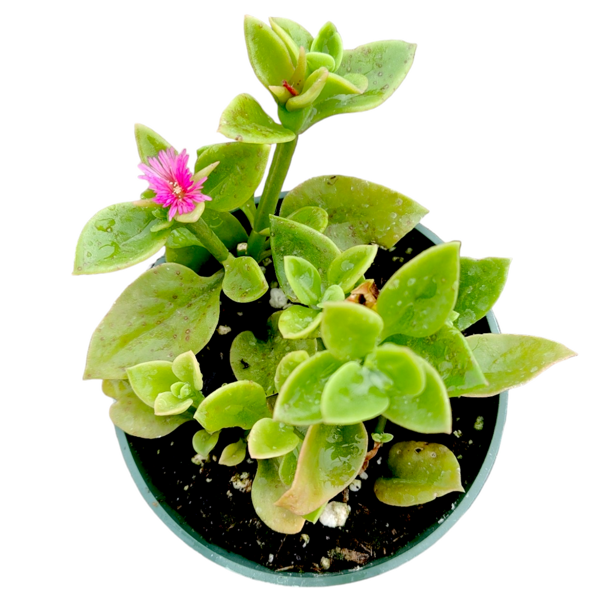 Aptenia cordifolia Baby Sun Rose Plant