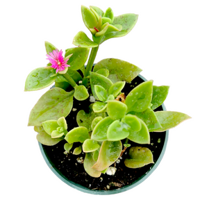 Aptenia cordifolia Baby Sun Rose with pink bloom.