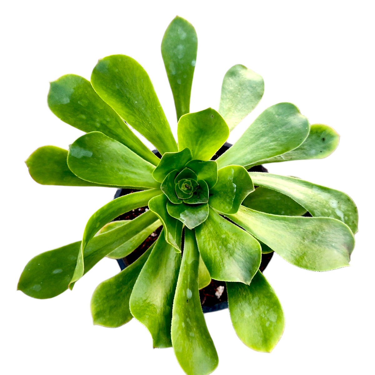 Aeonium undulatum (Stalked Aeonium)