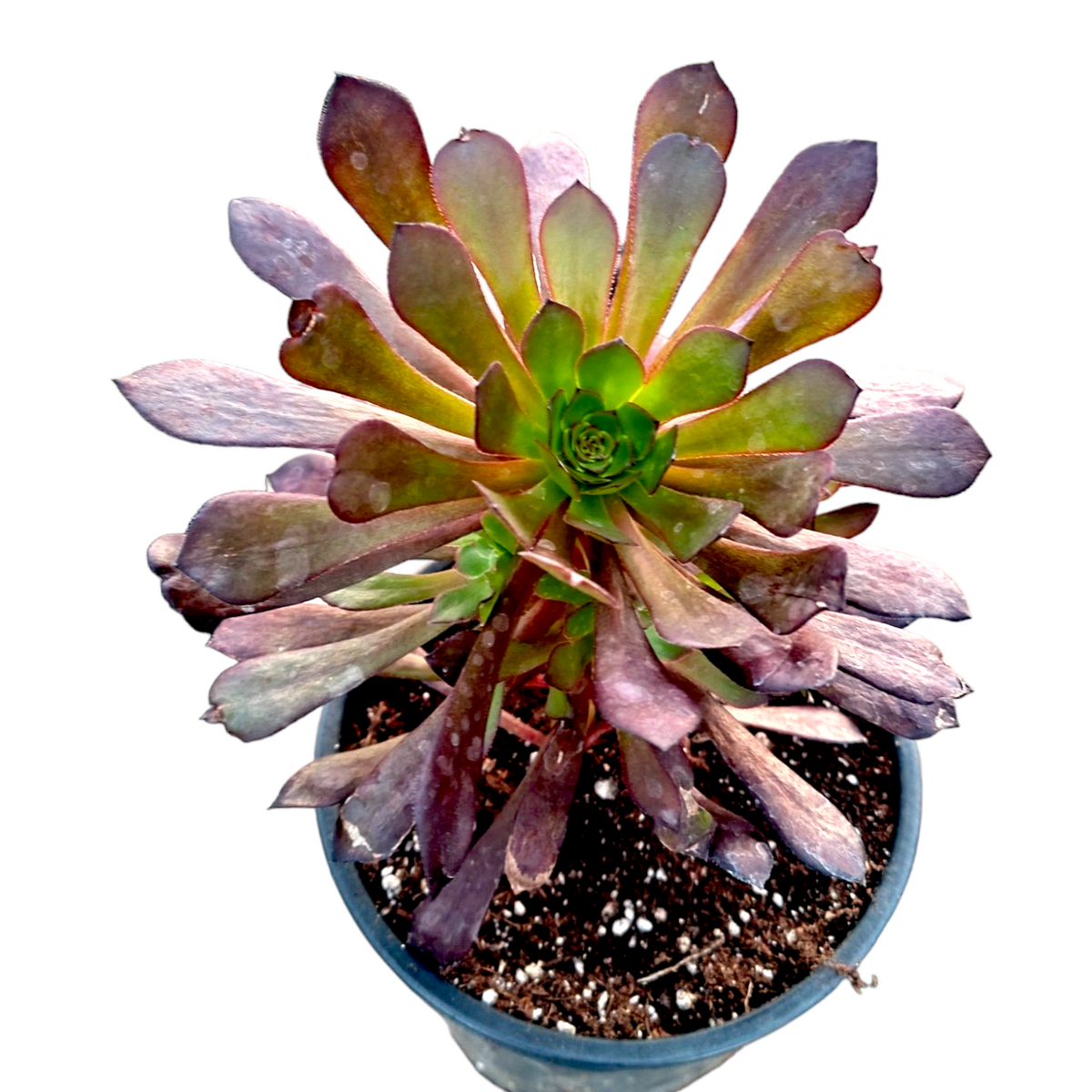 Aeonium 'Garnet'