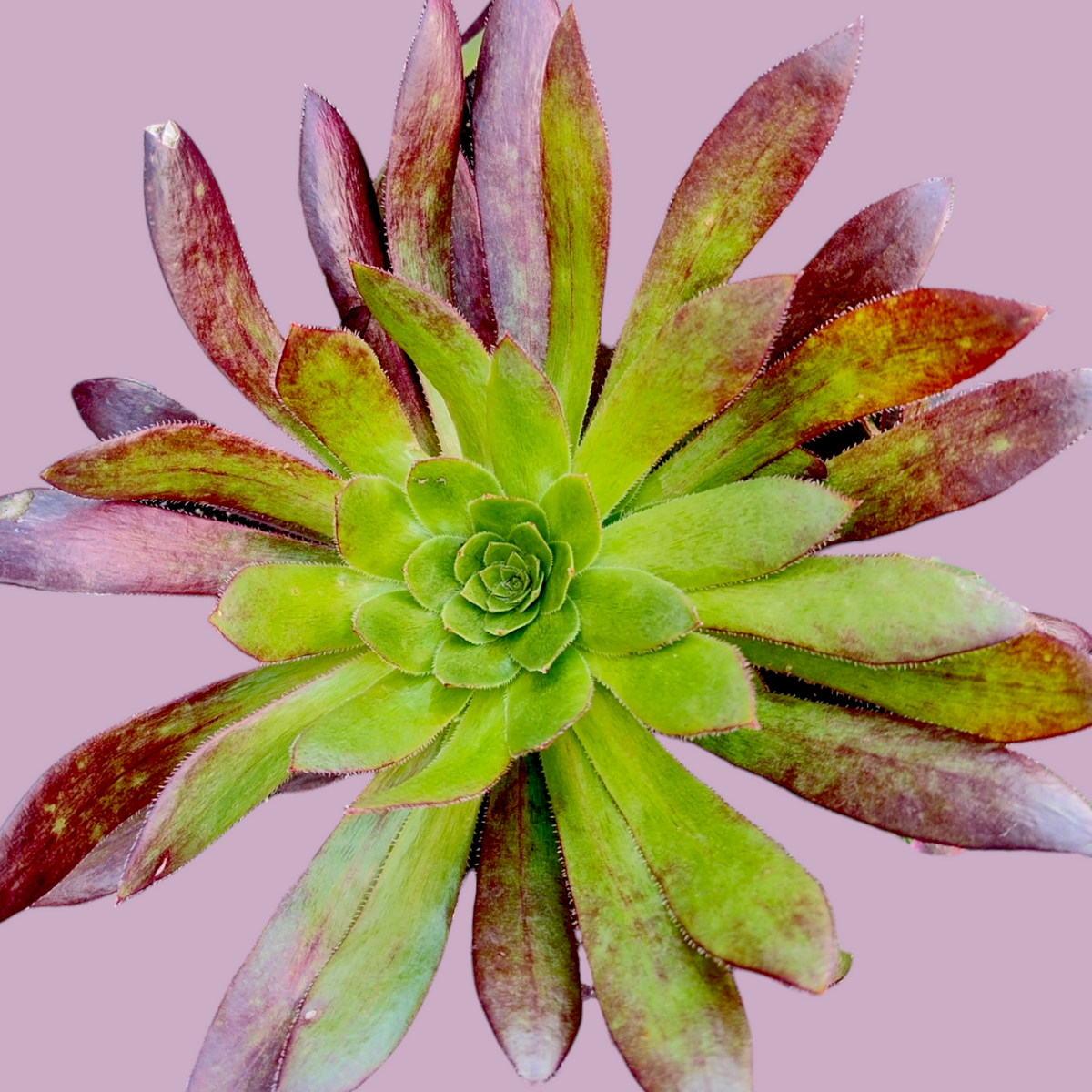 Aeonium Black Magic