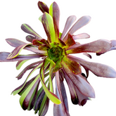 Aeonium 'Big bang'