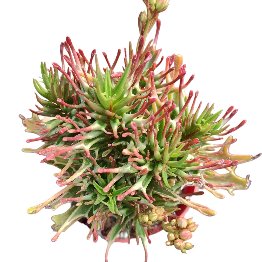 succulents in tarantula enclosure Kalanchoe 'Tarantula'