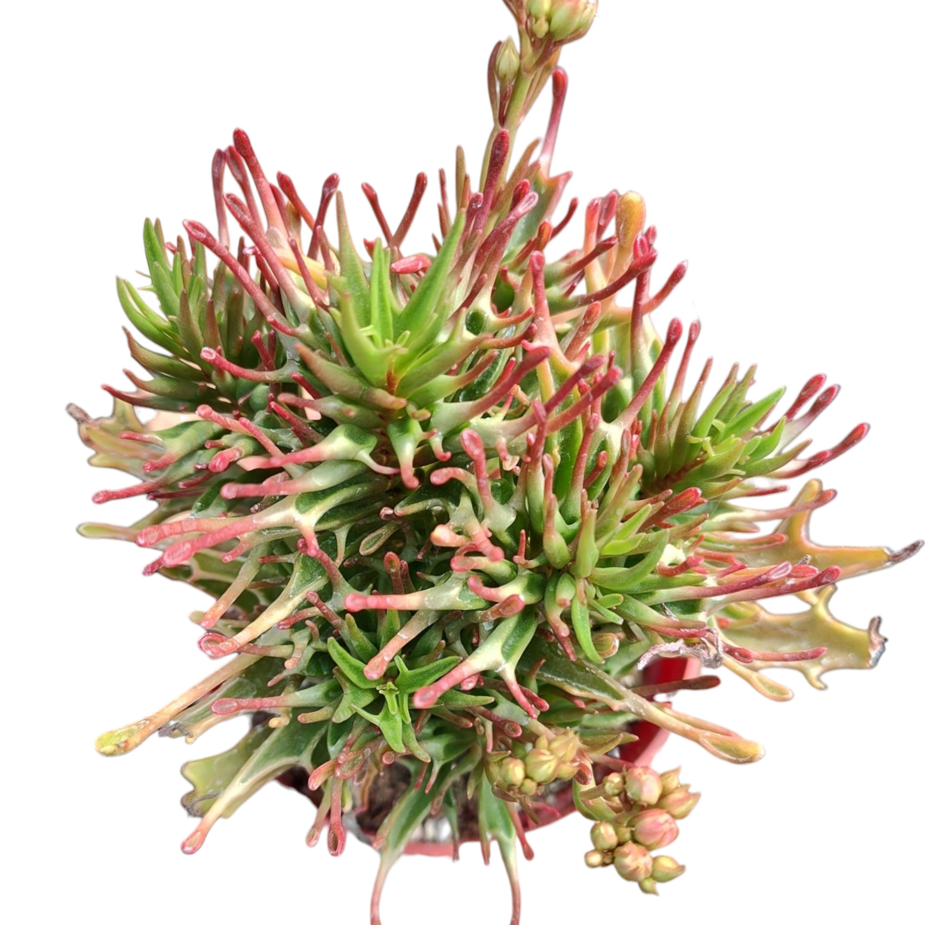 succulent with red stem Kalanchoe 'Tarantula' -