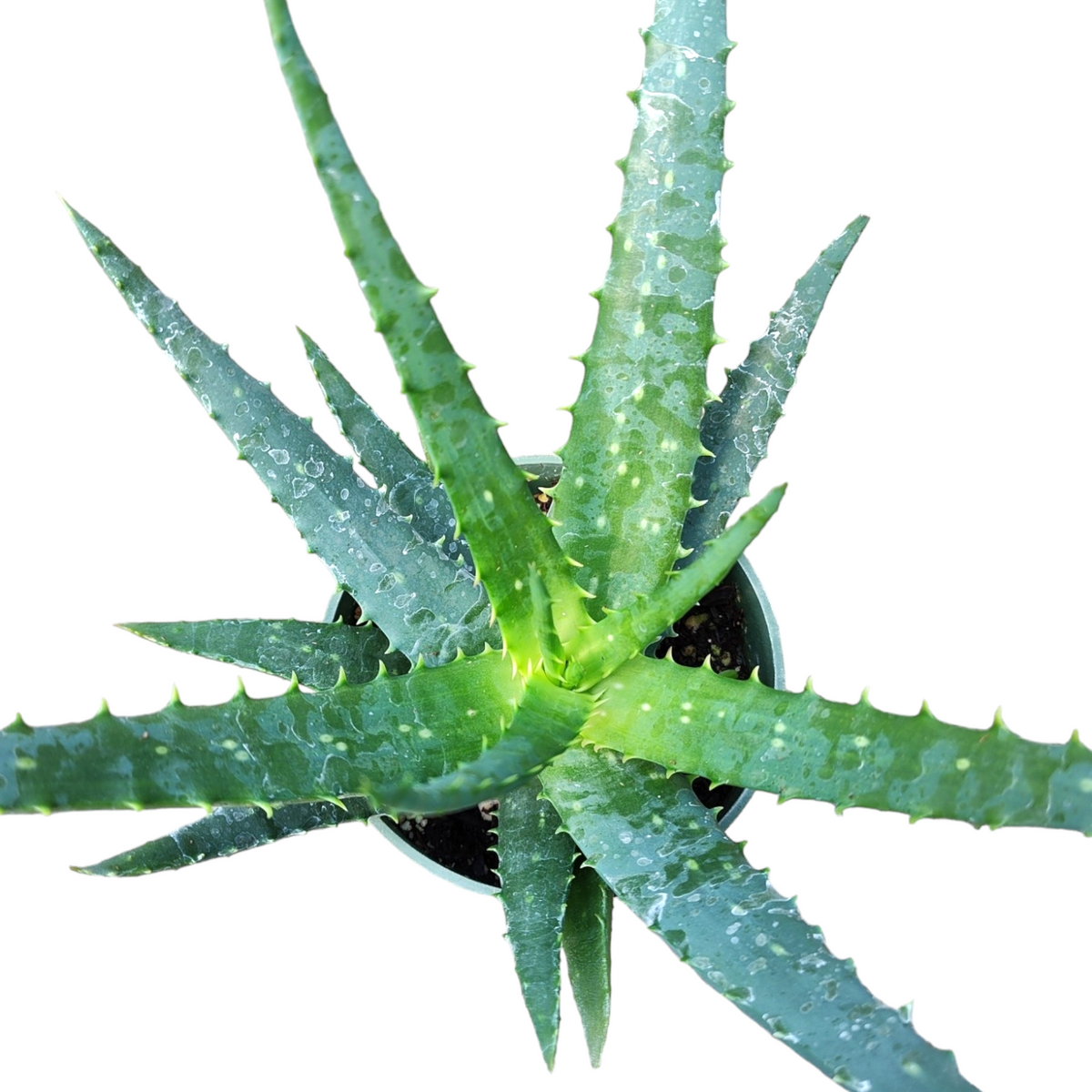 transparent aloe vera plant Aloe x spinosissima