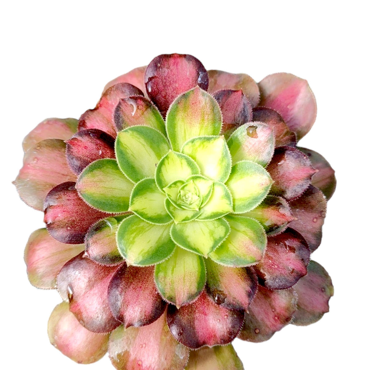 Aeonium 'Shaohua'