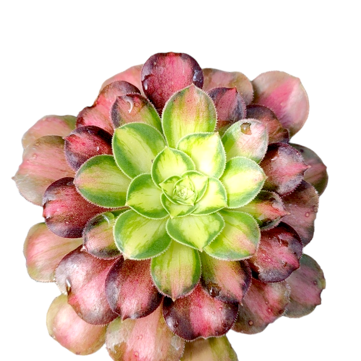 Aeonium 'Madeira Rose'