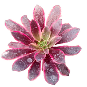 Aeonium 'Wedding Dress' 4 Inch Aeonium 'Wedding Dress' 4 Inch