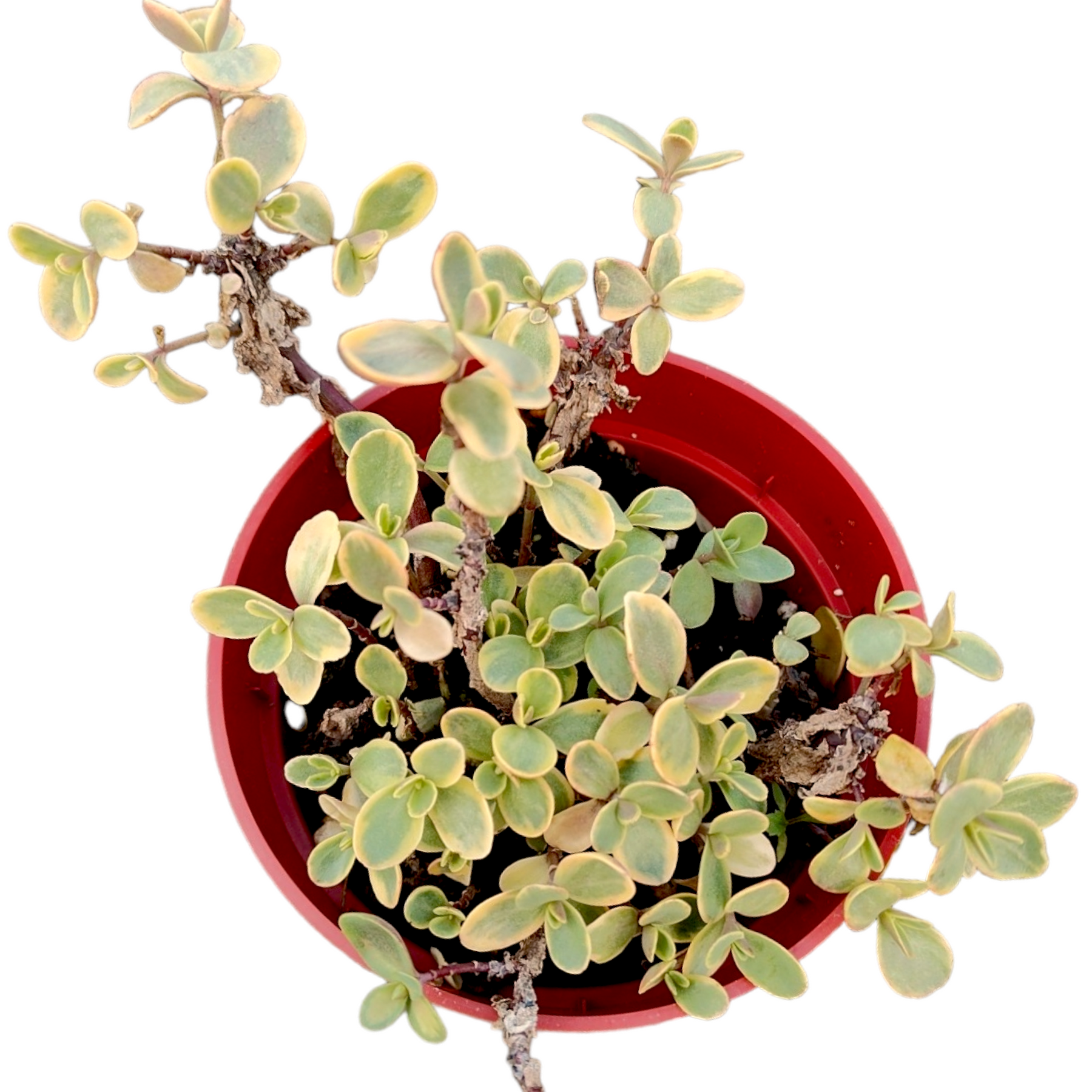 SunSparkler® Sedum 'Wildfire' SunSparkler® Sedum 'Wildfire'