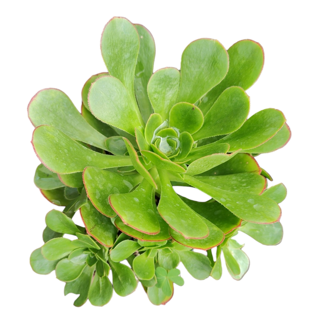 green platters succulent Aeonium arboreum 'Green Cashmere'