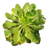 Aeonium 'Green Earth' Variegata