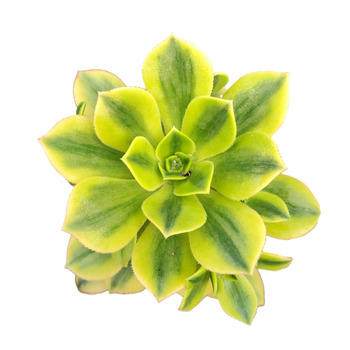 Aeonium 'Floresens'