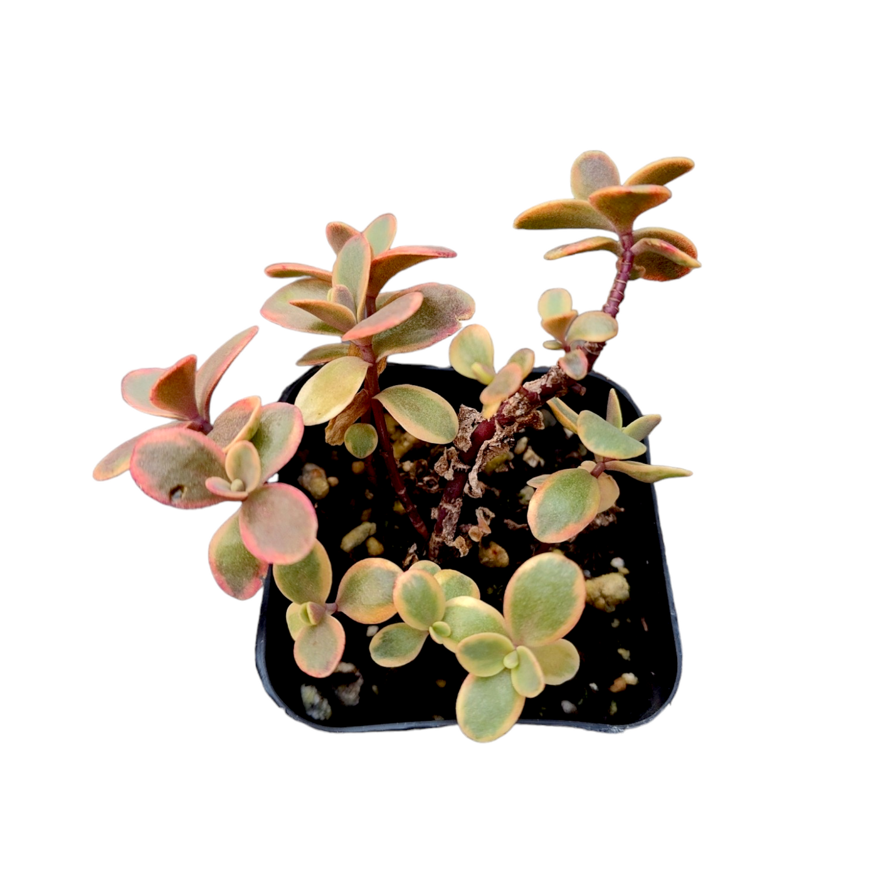 SunSparkler® Sedum 'Wildfire' SunSparkler® Sedum 'Wildfire'