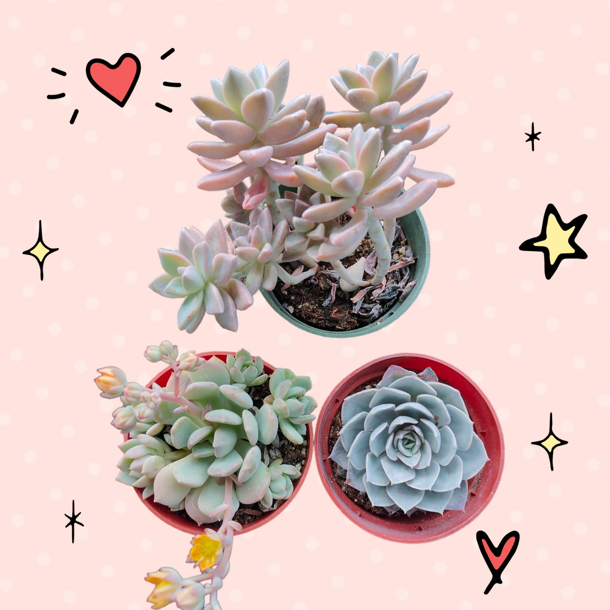 Succulent Trio (Unicorn Love)