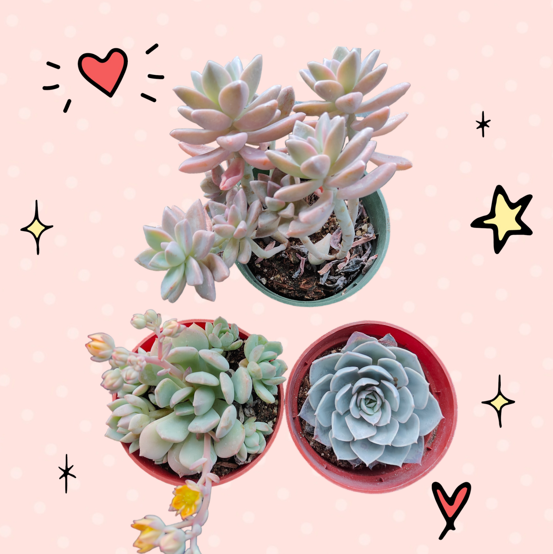 succulent trio Succulent Trio (Unicorn Love)