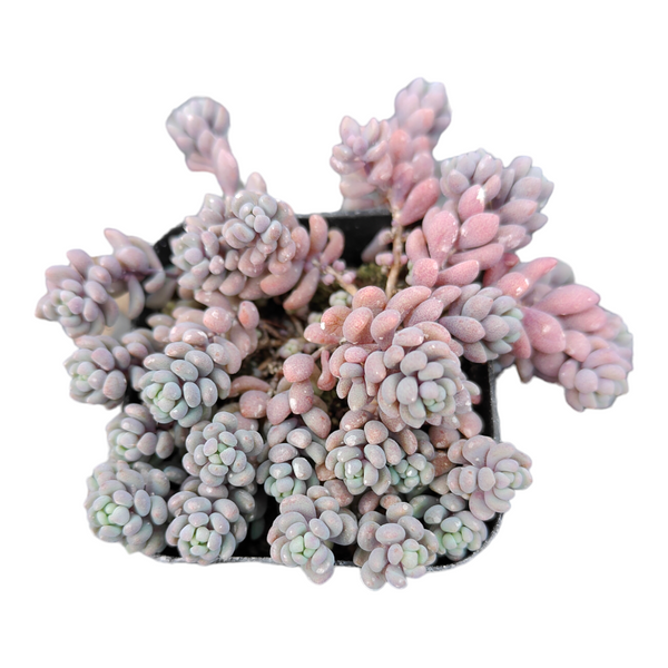 corsican stonecrop succulent Sedum dasyphyllum 'Corsican Stonecrop'