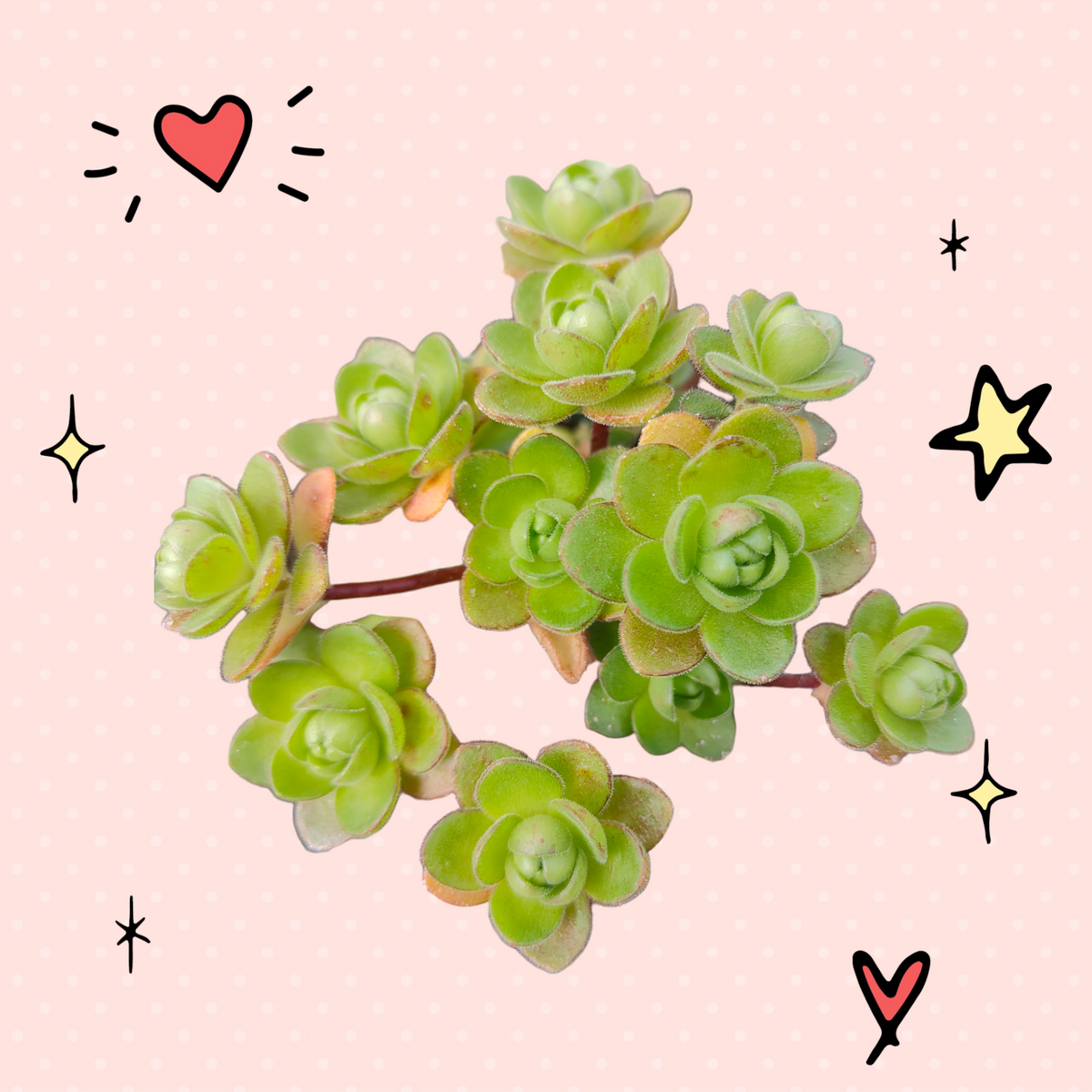 Aeonium saundersii Pinheads 'Little fox'