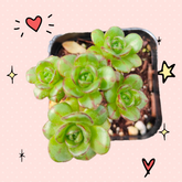 Aeonium saundersii Pinheads 'Little fox' in a small pot.
