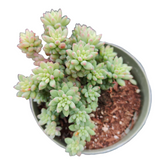 Sedum 'Pink berry'