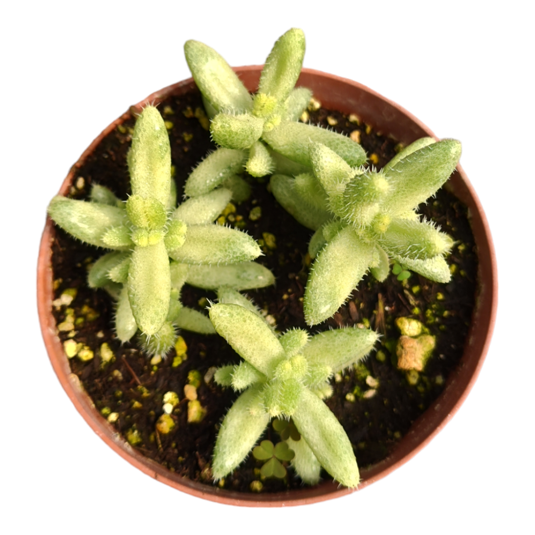 pickle plant succulent care Delosperma echinatum