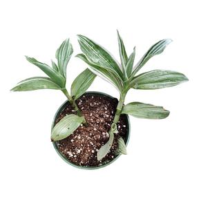 Tradescantia fluminensis 'Albovittata' Wandering Dude