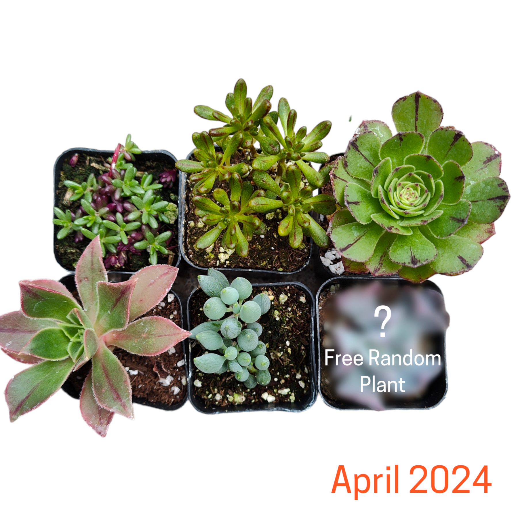 succulent warehouse Monthly Subscription Box
