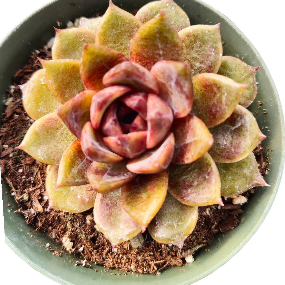 korean succulent Korean Succulent Trio (Melody)